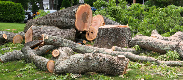 Reliable Alexandria, LA Tree Services Solutions